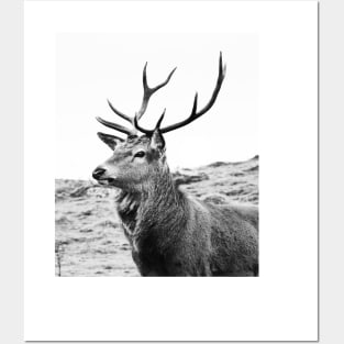The Highland Stag Posters and Art